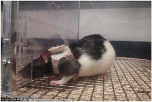 Mice And Lingerie